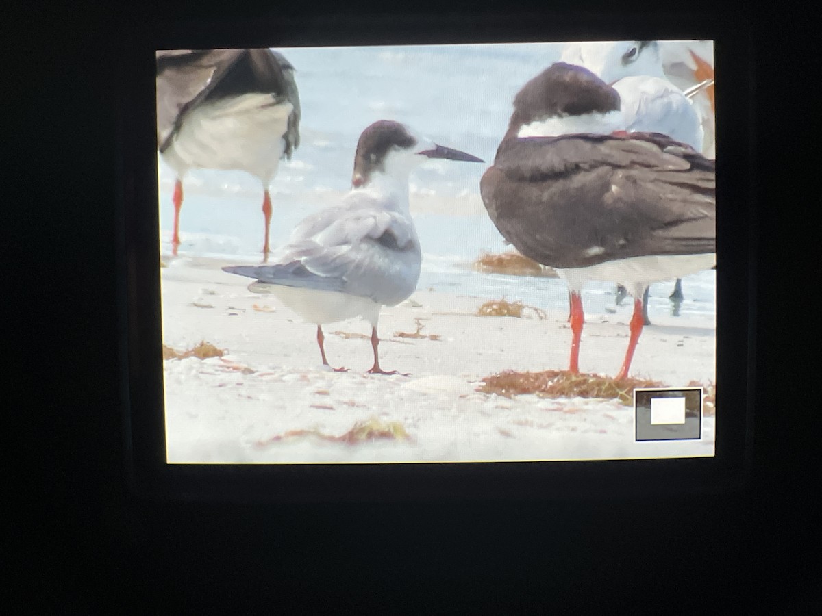 Common Tern - ML638918263
