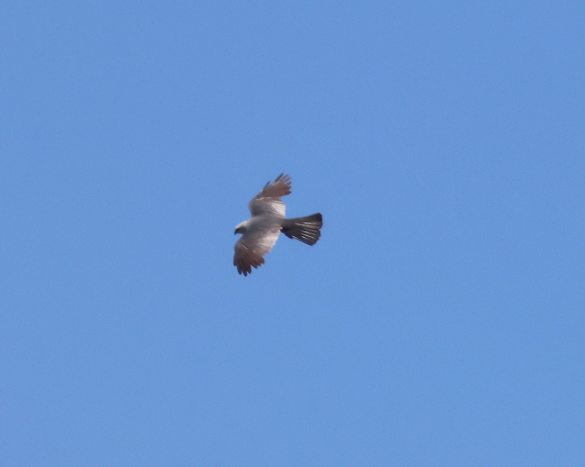 Mississippi Kite - ML638918268