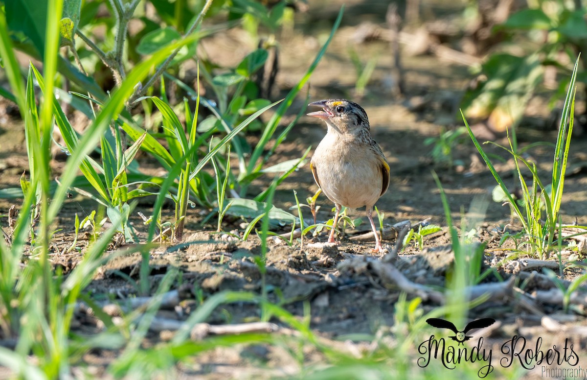 Grasshopper Sparrow - ML638918307