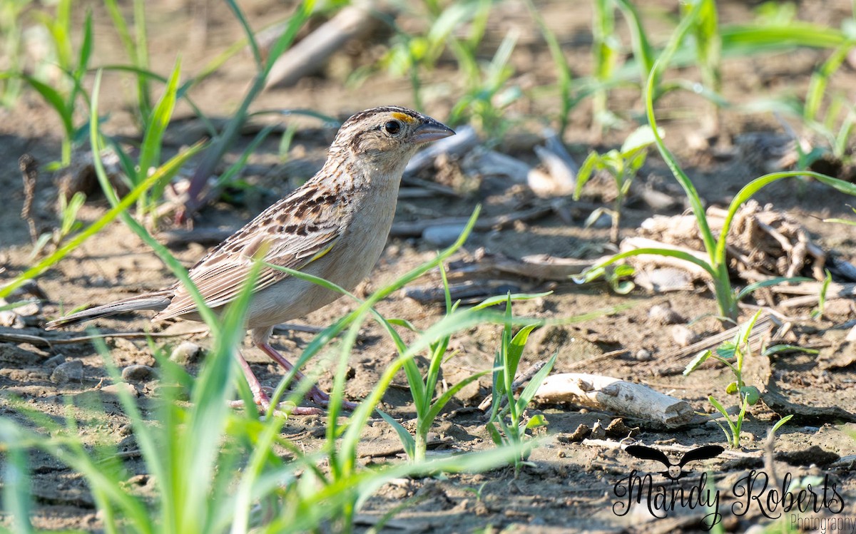 Grasshopper Sparrow - ML638918310