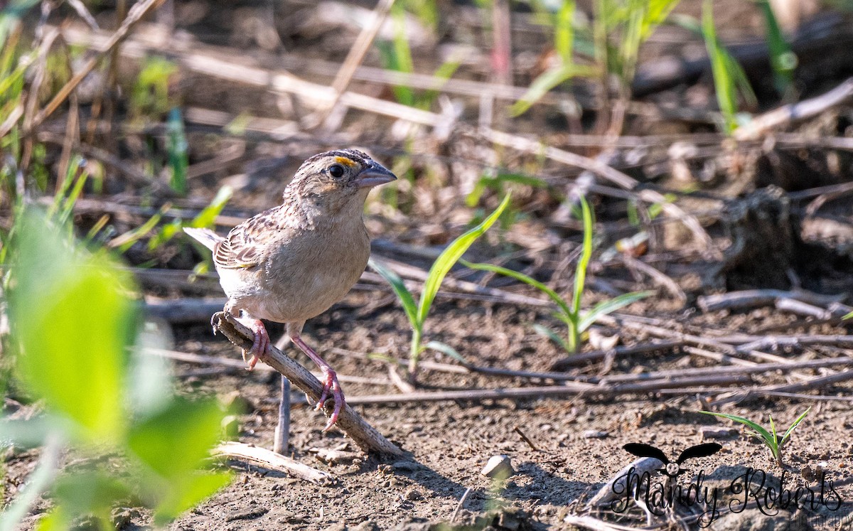 Grasshopper Sparrow - ML638918311