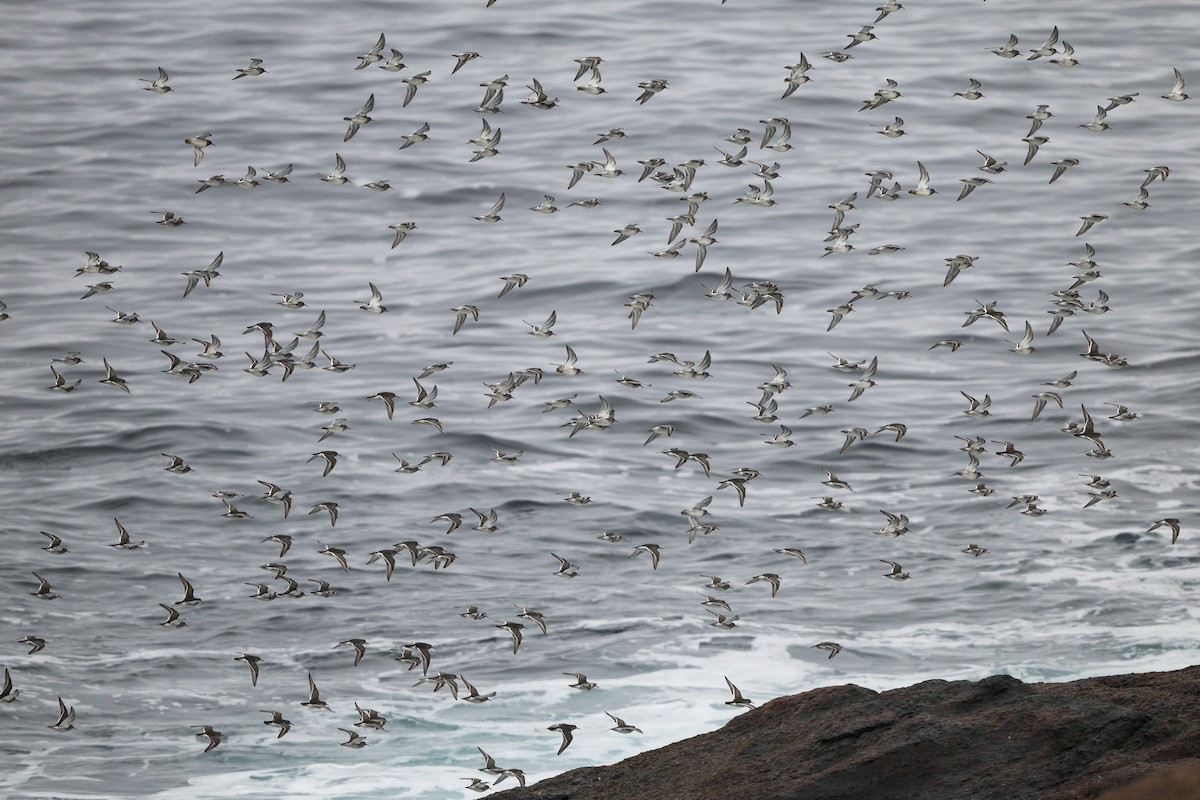 Purple Sandpiper - ML638918328