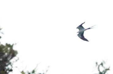 Swallow-tailed Kite - ML638918358