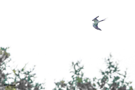Swallow-tailed Kite - ML638918359