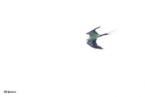 Swallow-tailed Kite - ML638918360