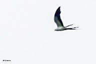Swallow-tailed Kite - ML638918361