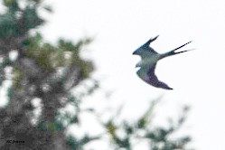 Swallow-tailed Kite - ML638918362