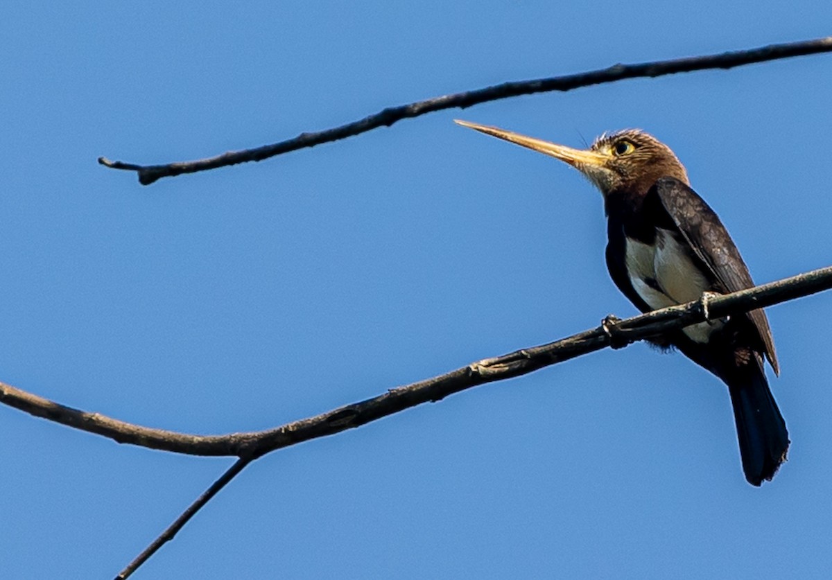 Brown Jacamar - ML638918368