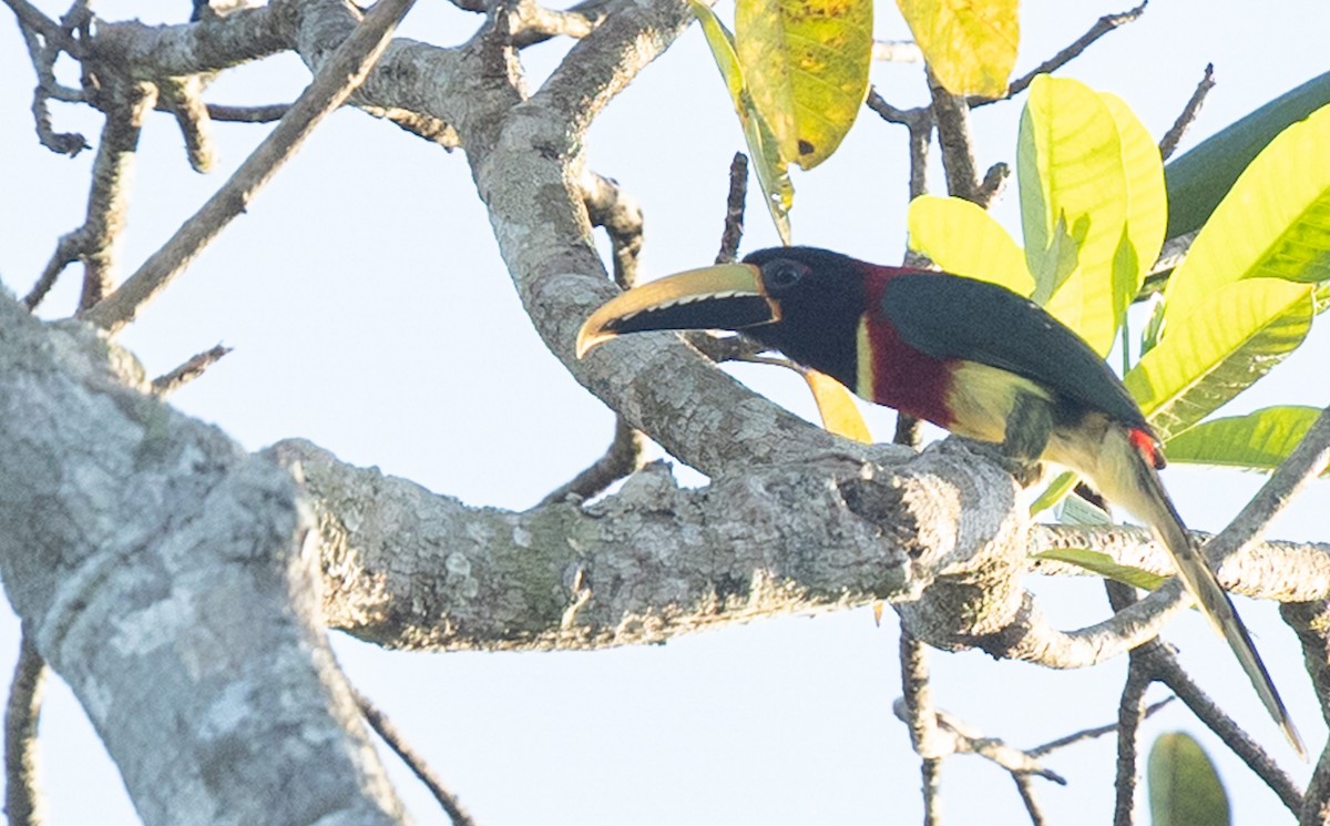 Red-necked Aracari - ML638918370