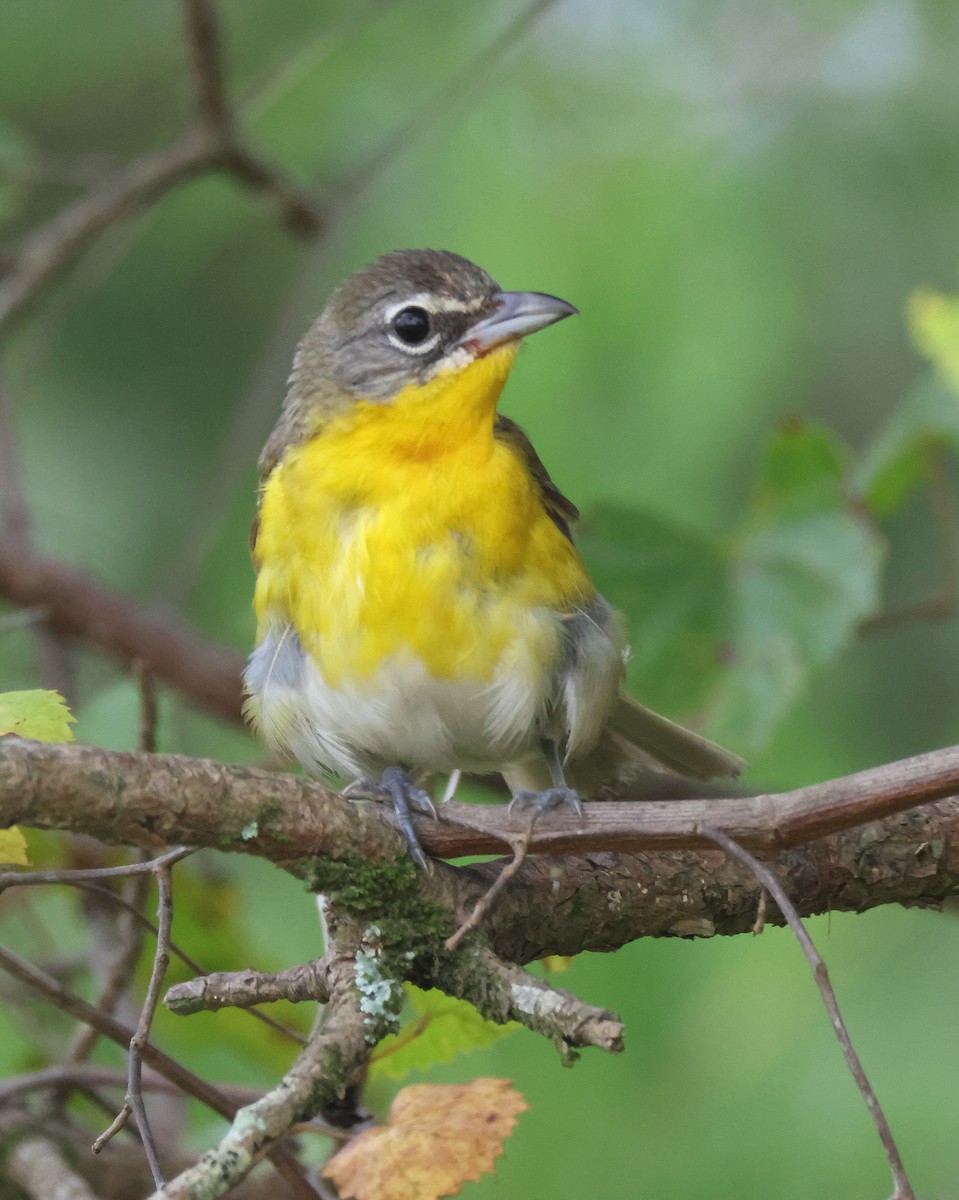 gulbrystparula - ML638918389
