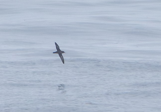 Sooty Shearwater - ML638918404