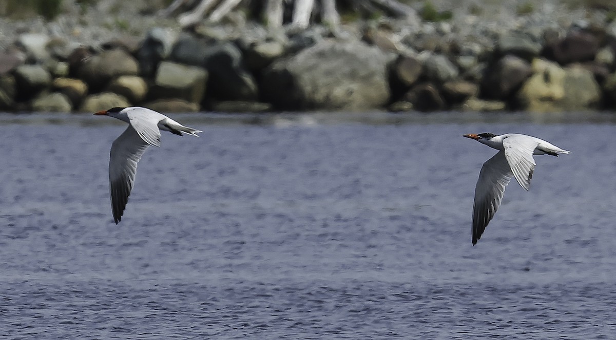 Caspian Tern - ML638918409
