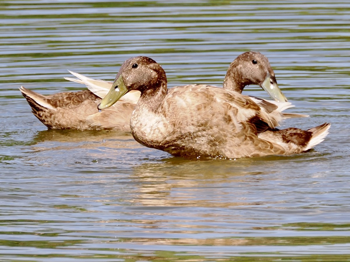 Canard colvert - ML638918498