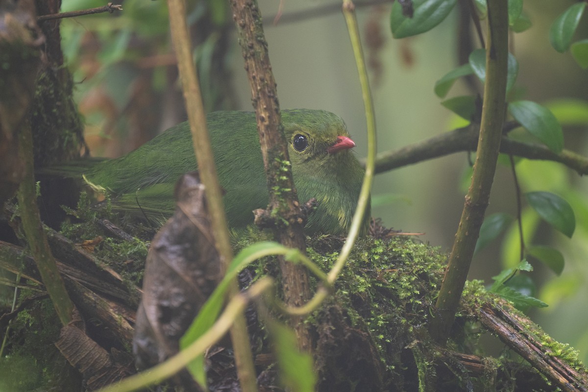 Cotinga vert et noir (groupe riefferii) - ML638918508