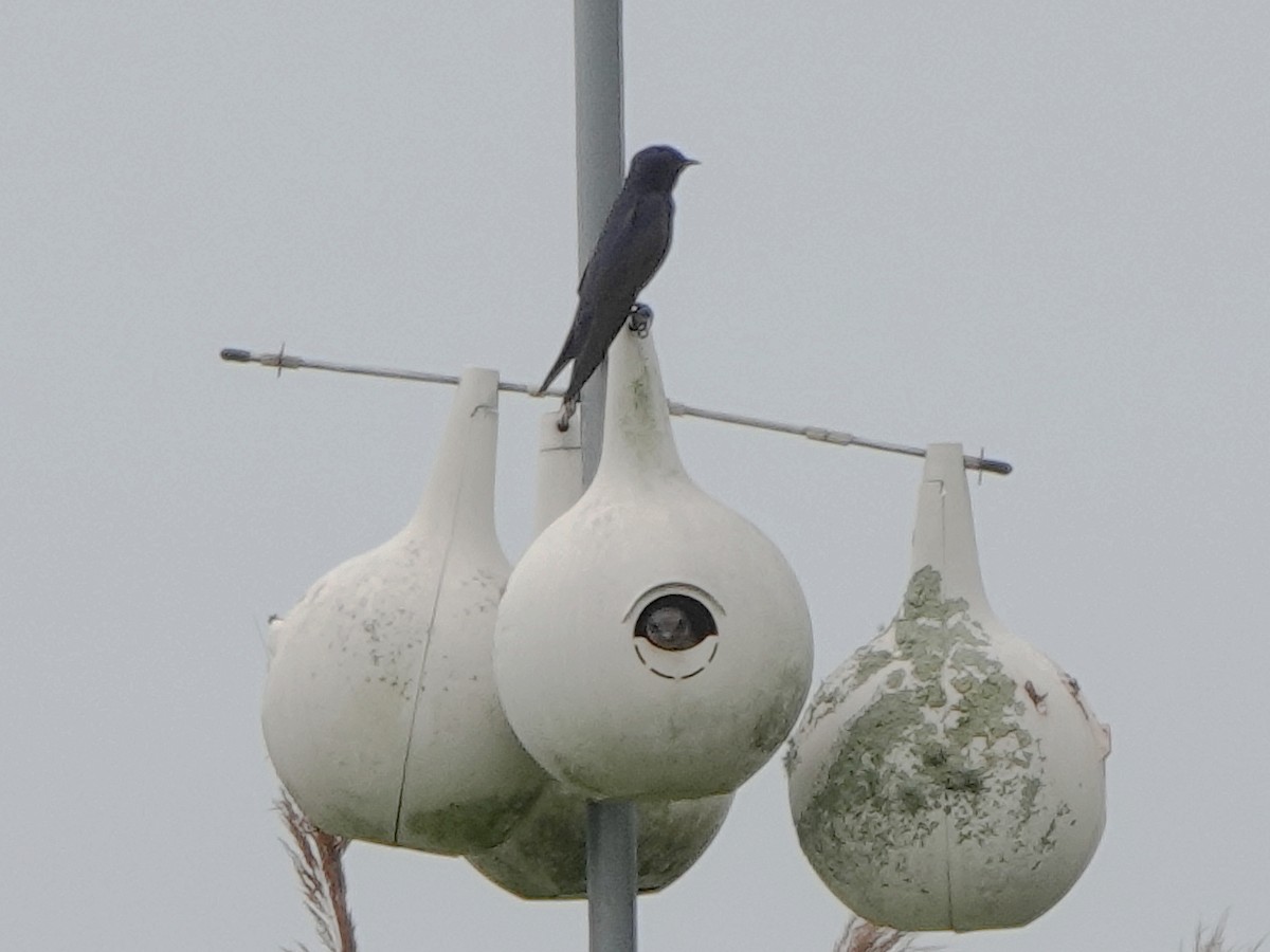 Purple Martin - ML638918527