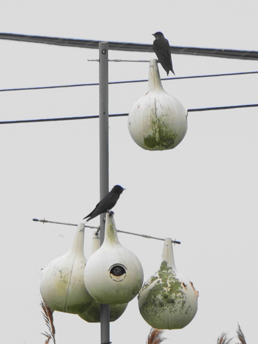 Purple Martin - ML638918528