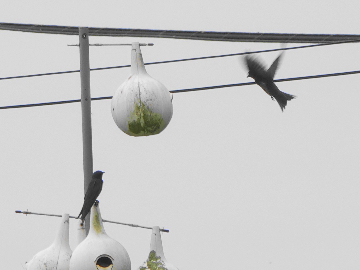 Purple Martin - ML638918529