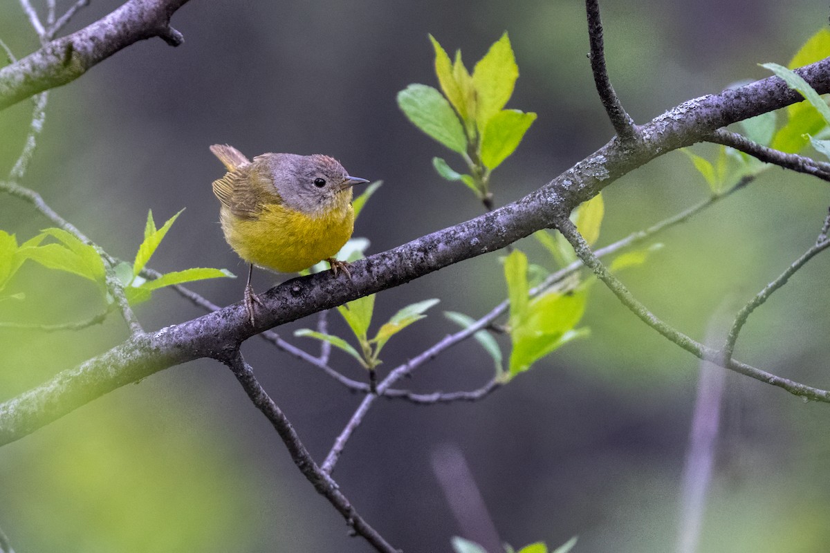 Rubinfleck-Waldsänger - ML638918728