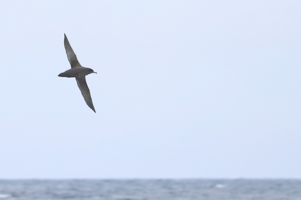 Sooty Shearwater - ML638918777