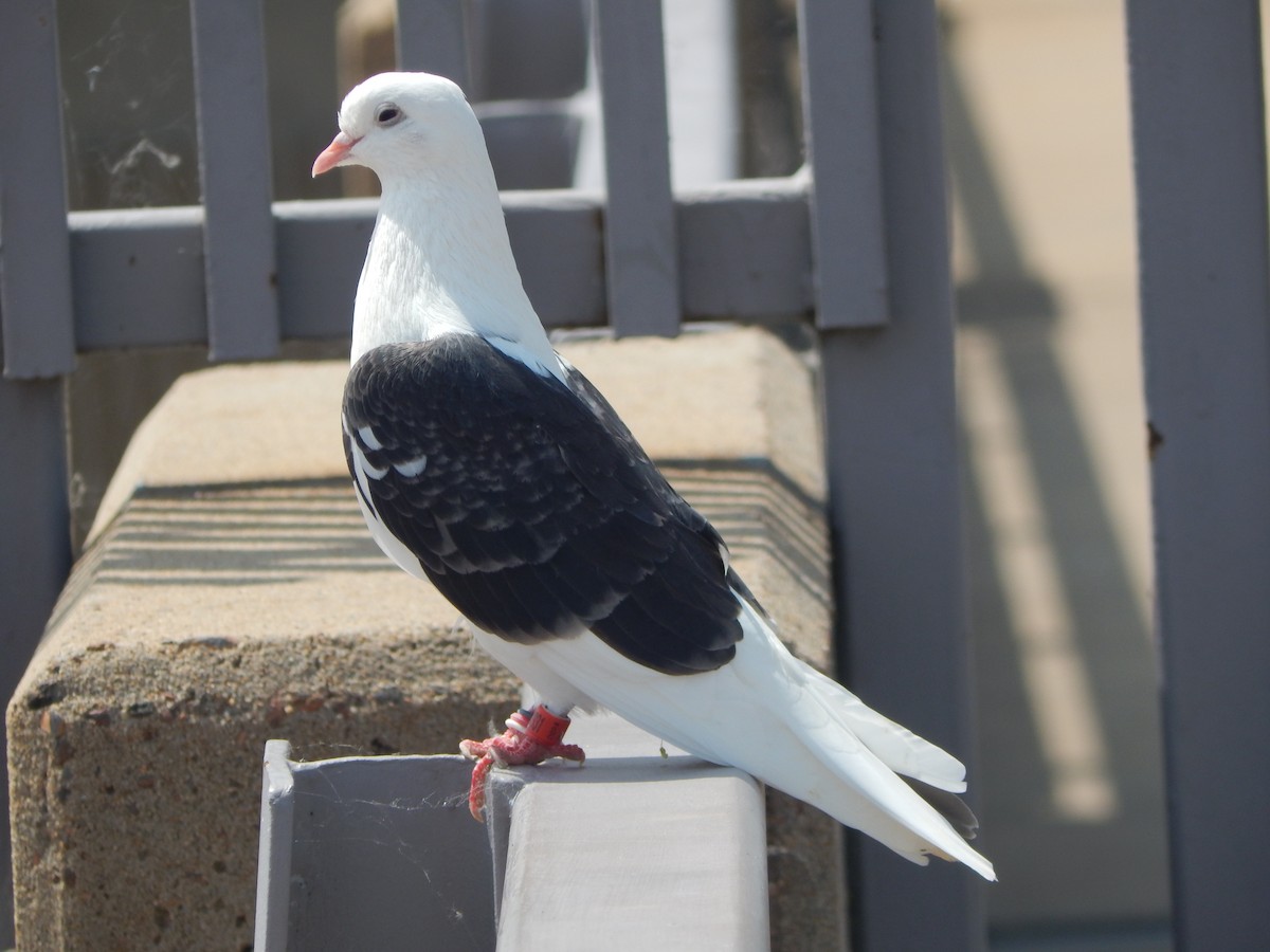 Animals - ML638918848