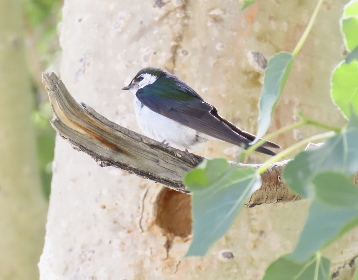 Violet-green Swallow - ML638918876