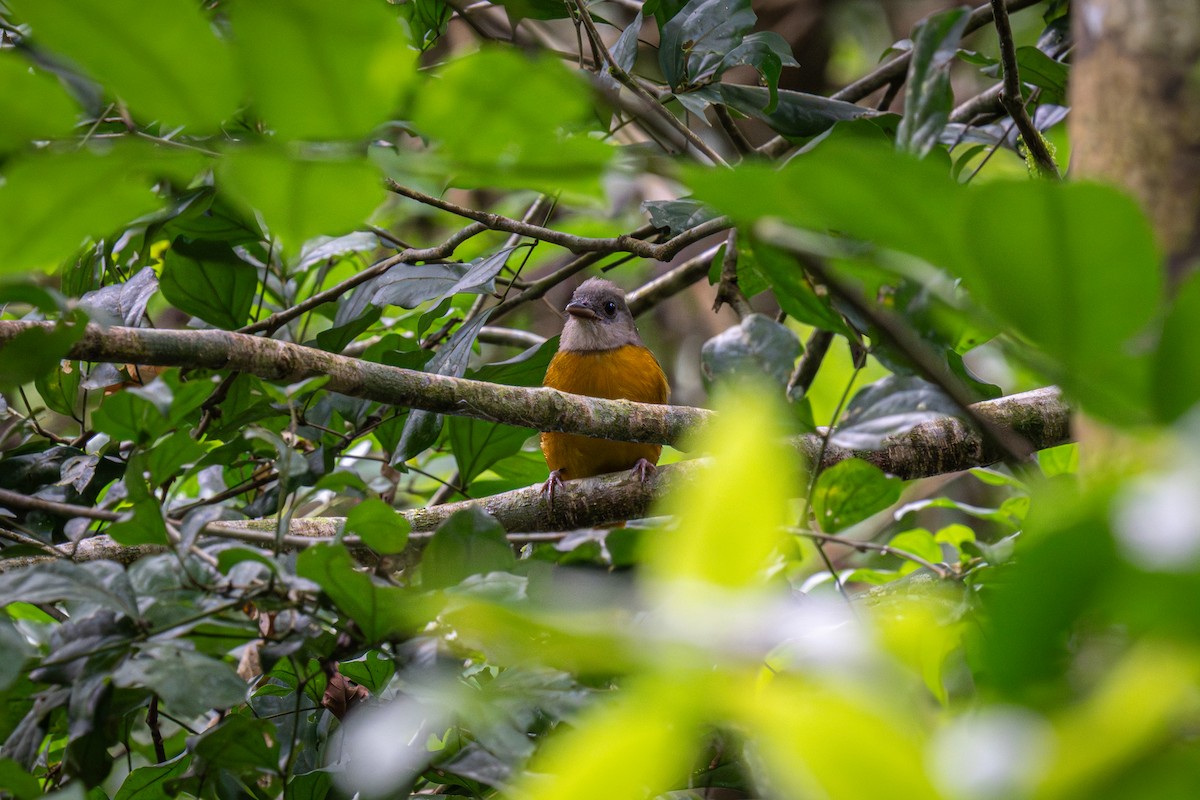 Gray-headed Tanager - ML638918893