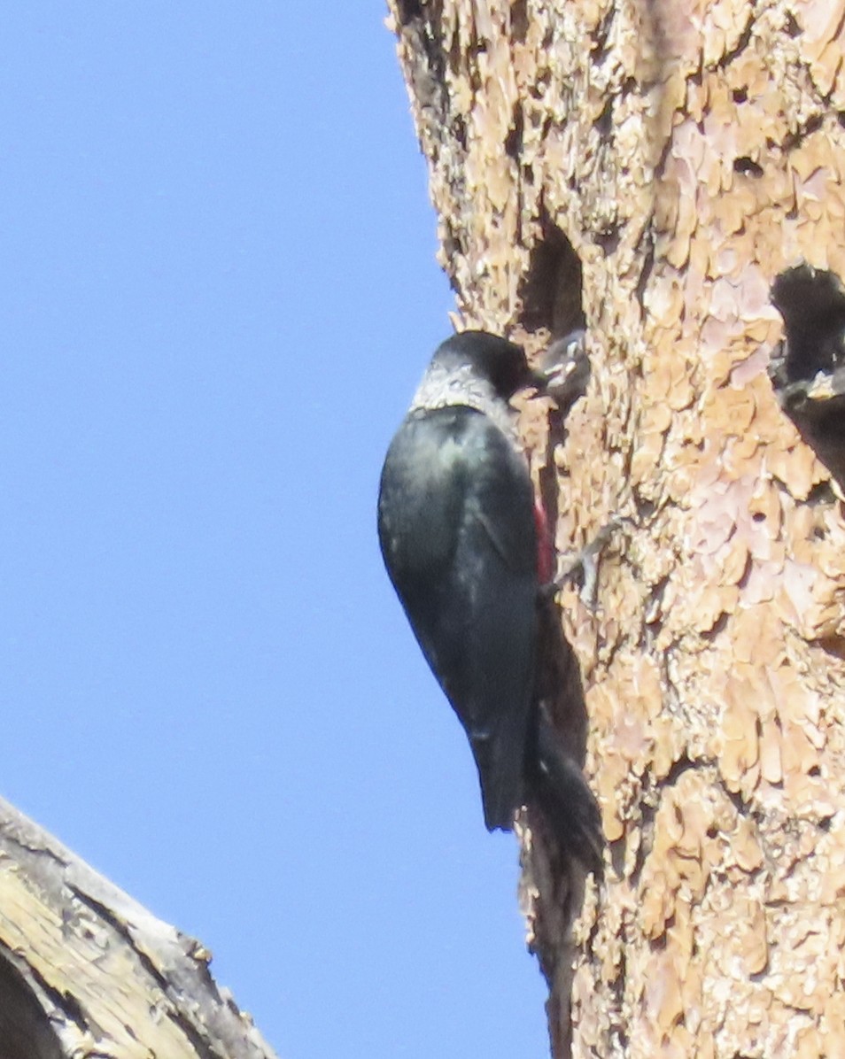 Lewis's Woodpecker - ML638918929