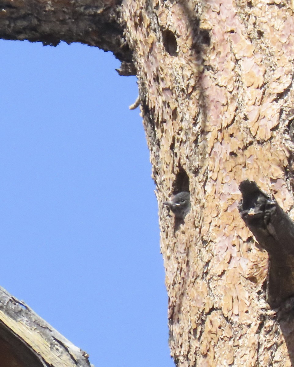Lewis's Woodpecker - ML638918930
