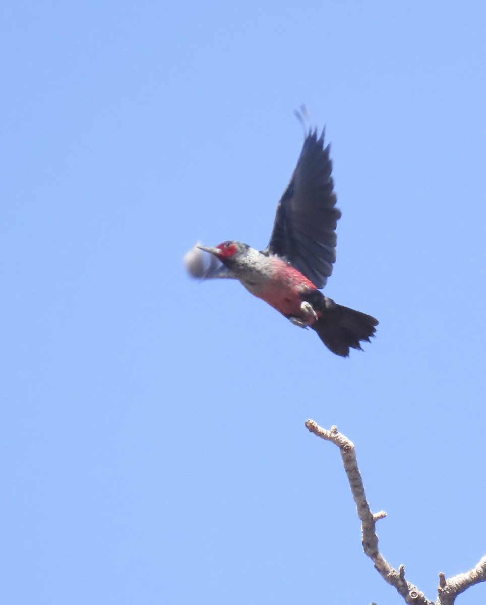 Lewis's Woodpecker - ML638918931