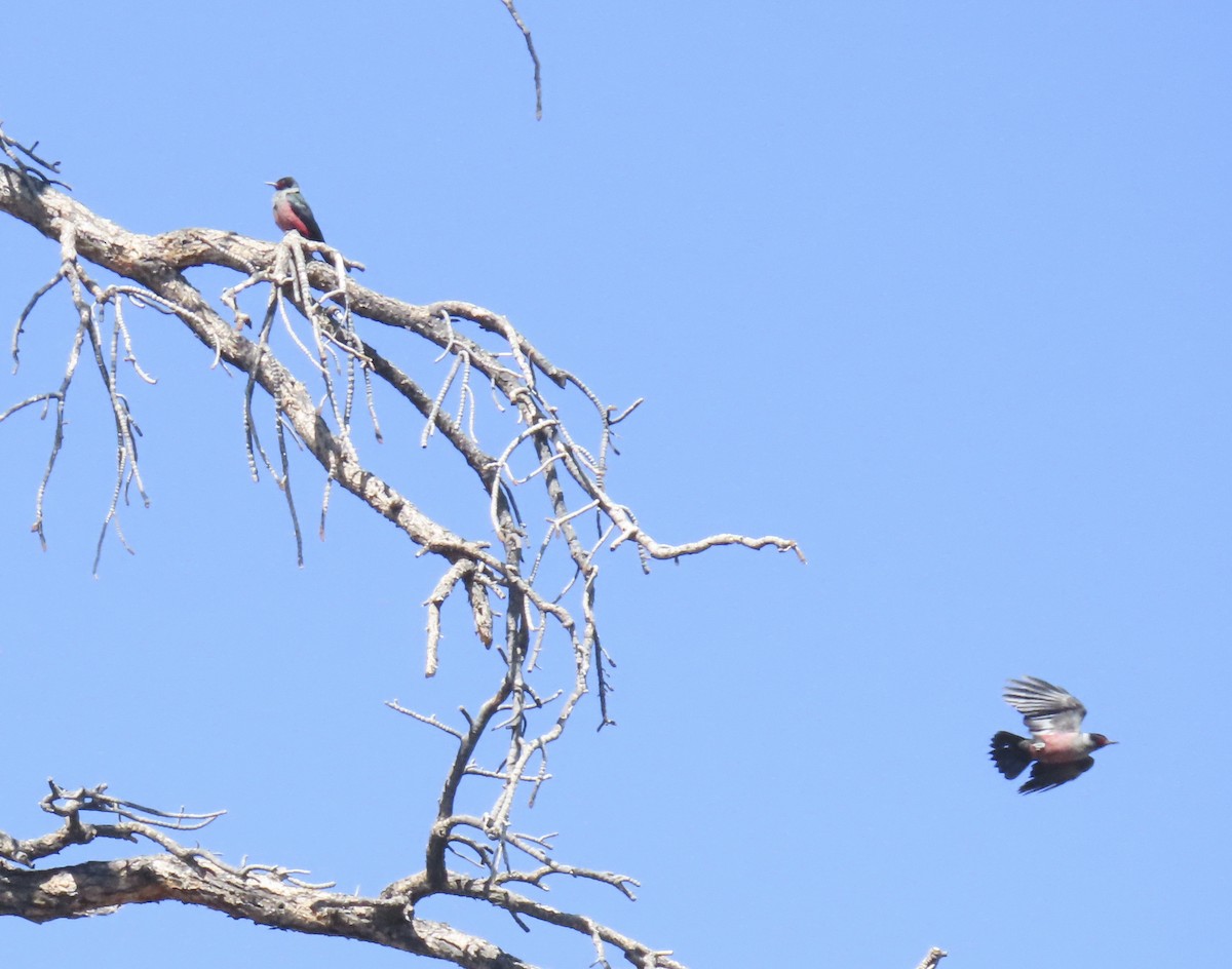 Lewis's Woodpecker - ML638918932