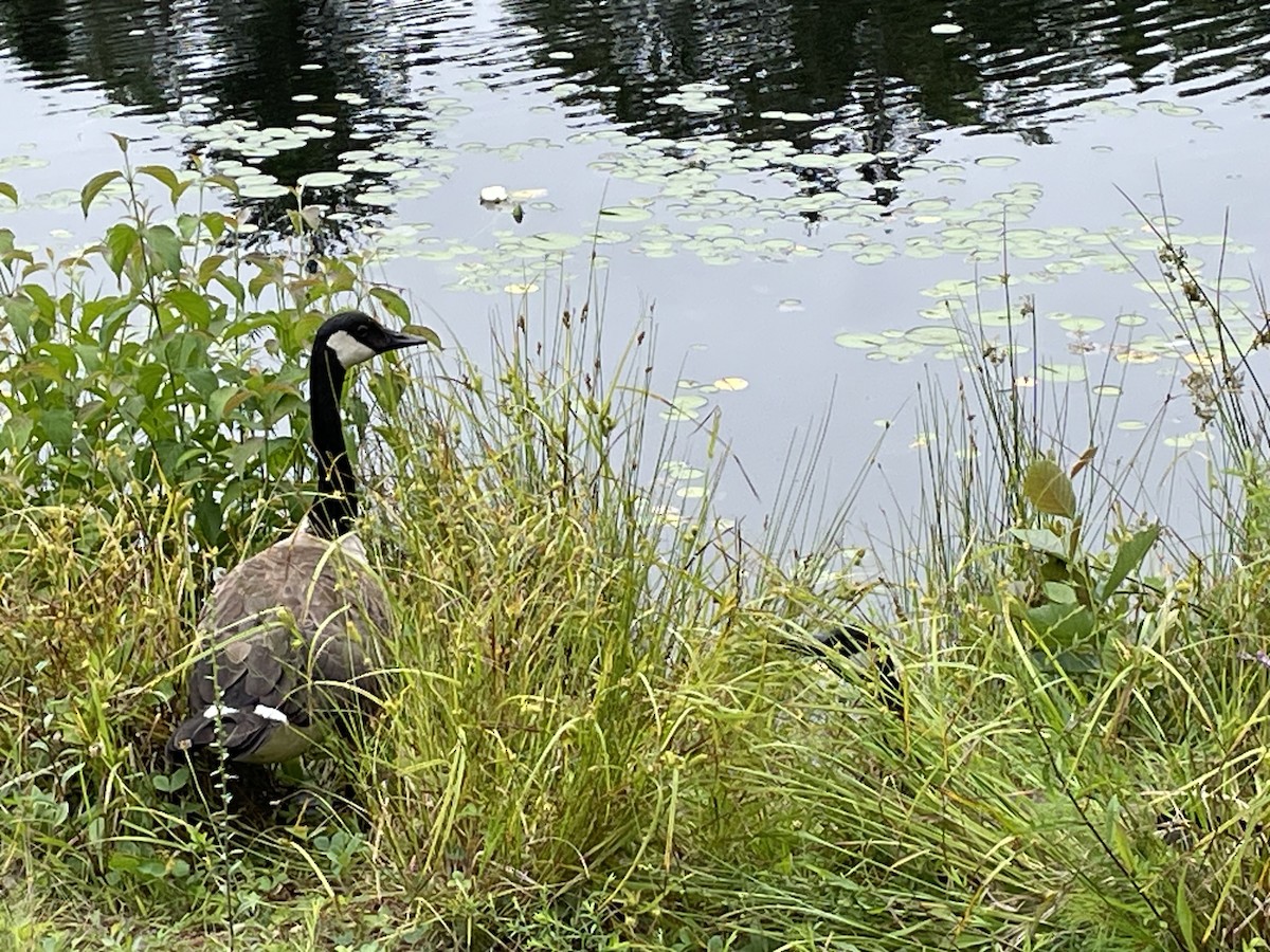 Canada Goose - ML638918970