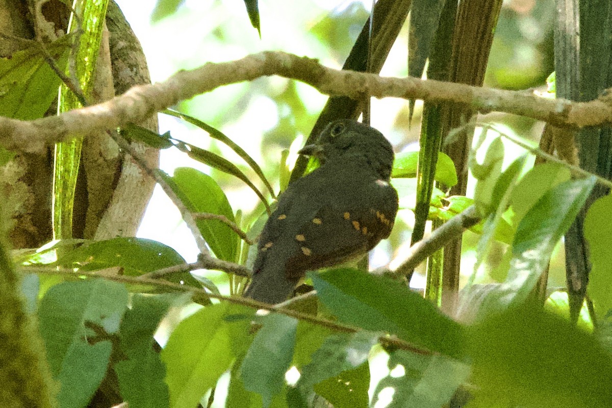 Cinereous Mourner - ML638918974