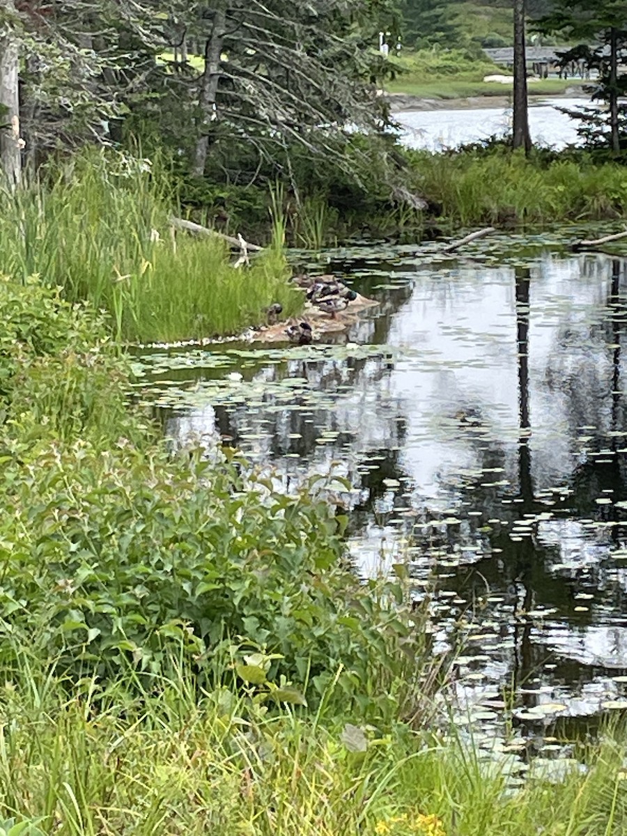 Mallard - ML638918983