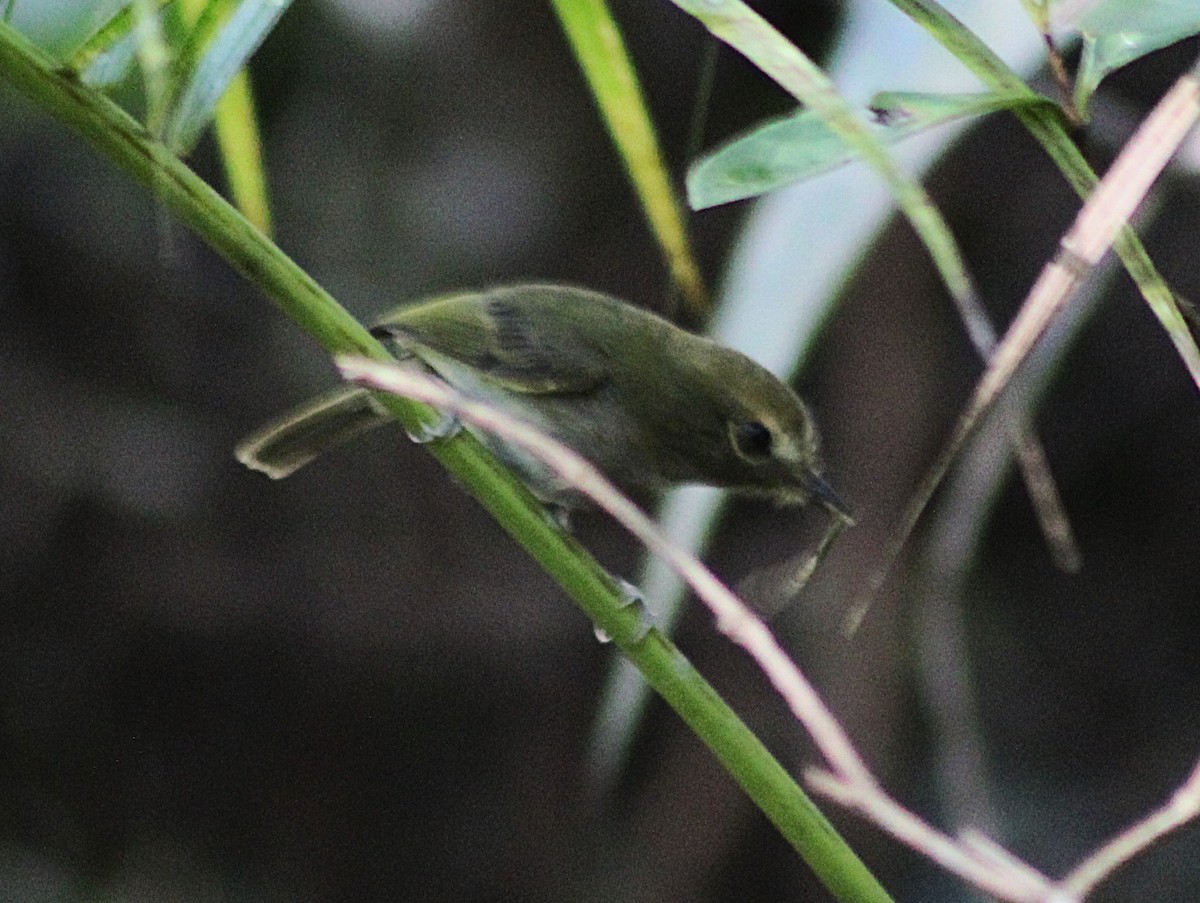 Drab-breasted Pygmy-Tyrant - ML638918996