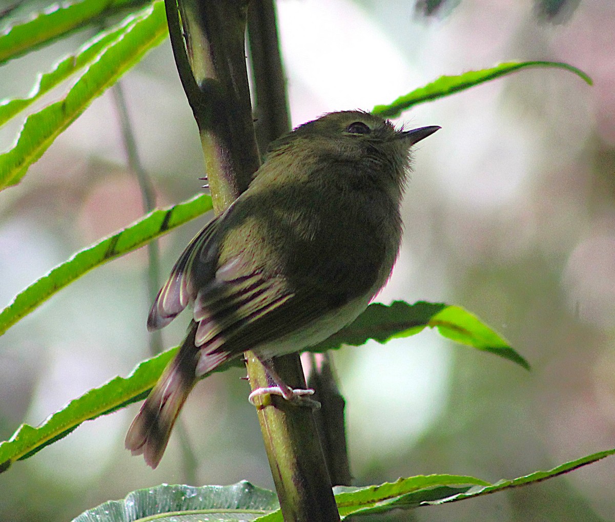 Drab-breasted Pygmy-Tyrant - ML638918997