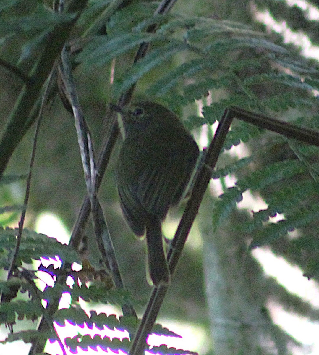 Drab-breasted Pygmy-Tyrant - ML638918998