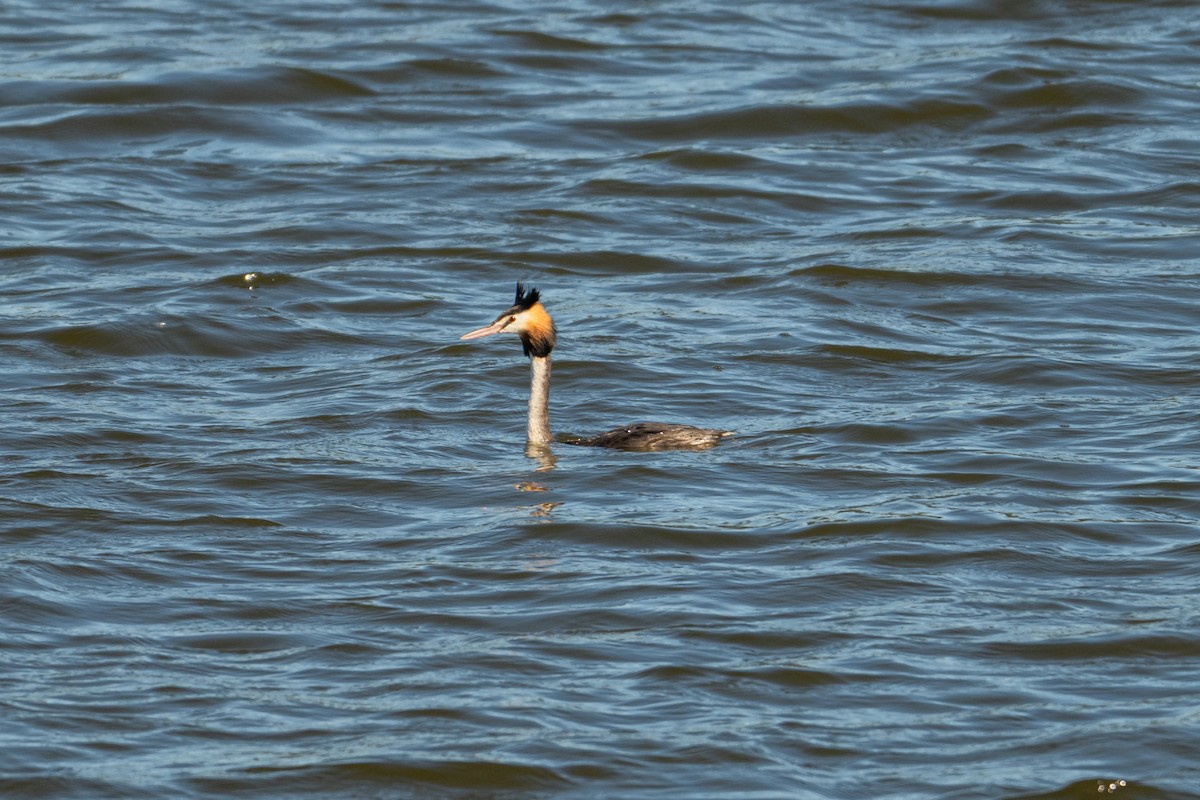 Отгот шунгуур - ML638919083