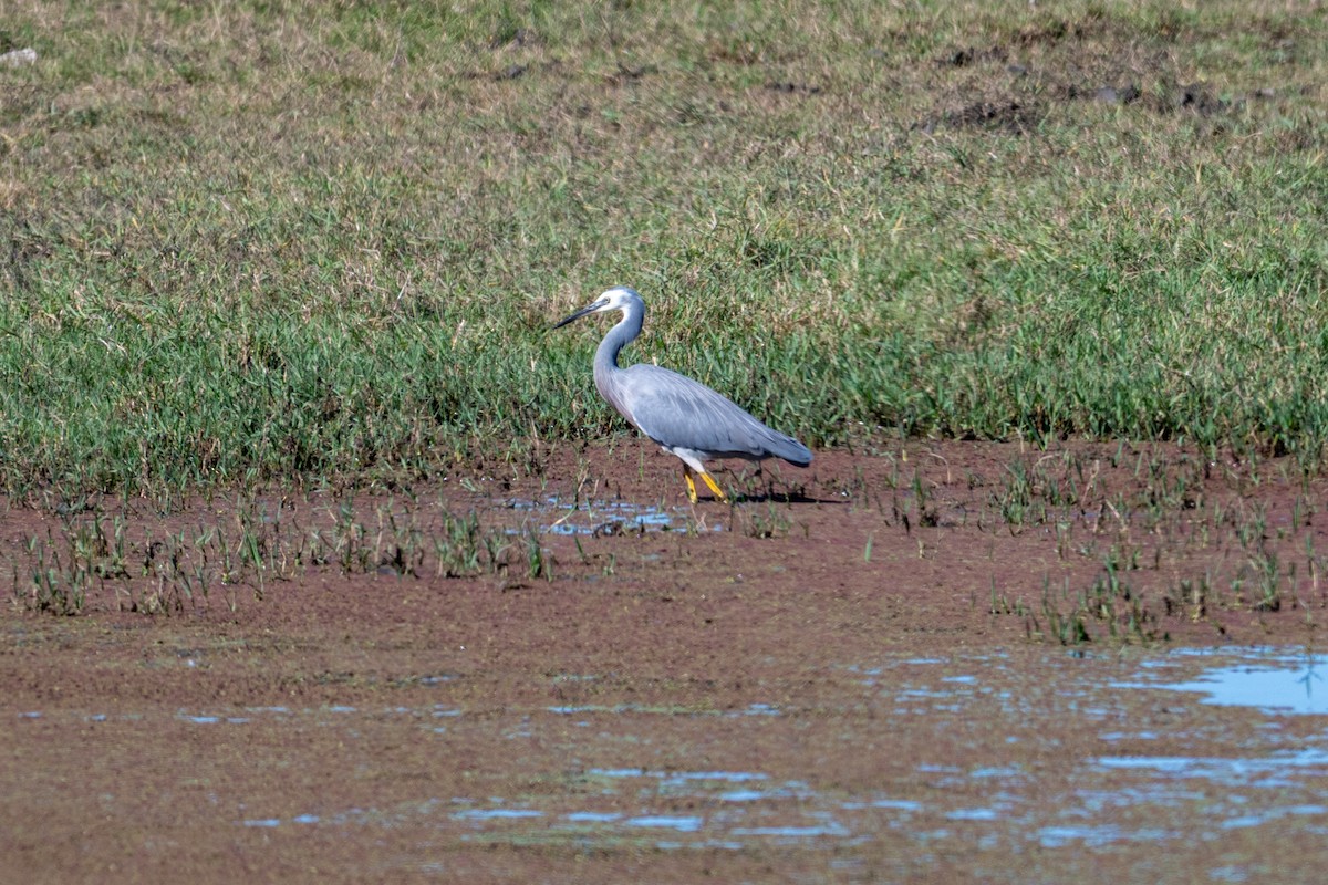 White-faced Heron - ML638919115