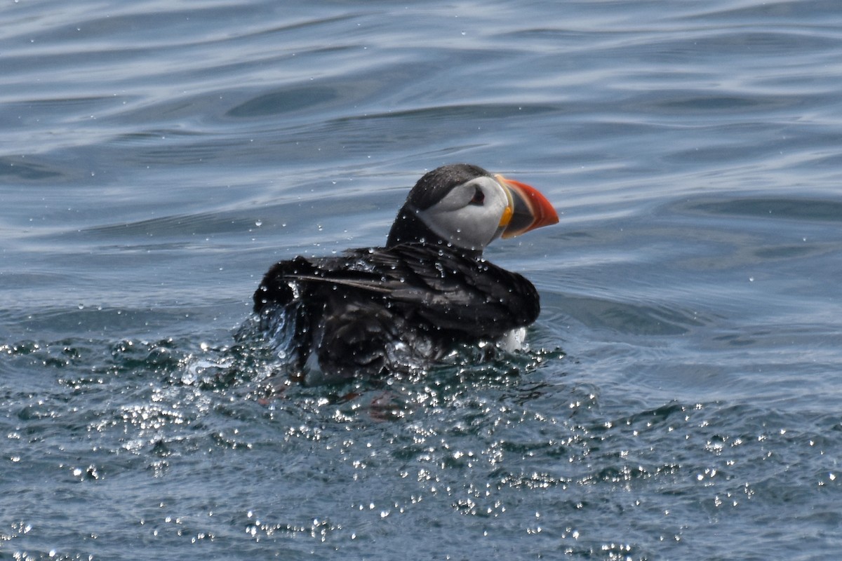 Atlantic Puffin - ML638919132