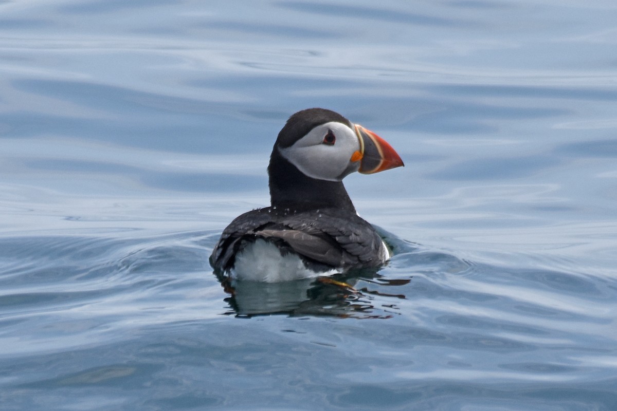 Atlantic Puffin - ML638919149