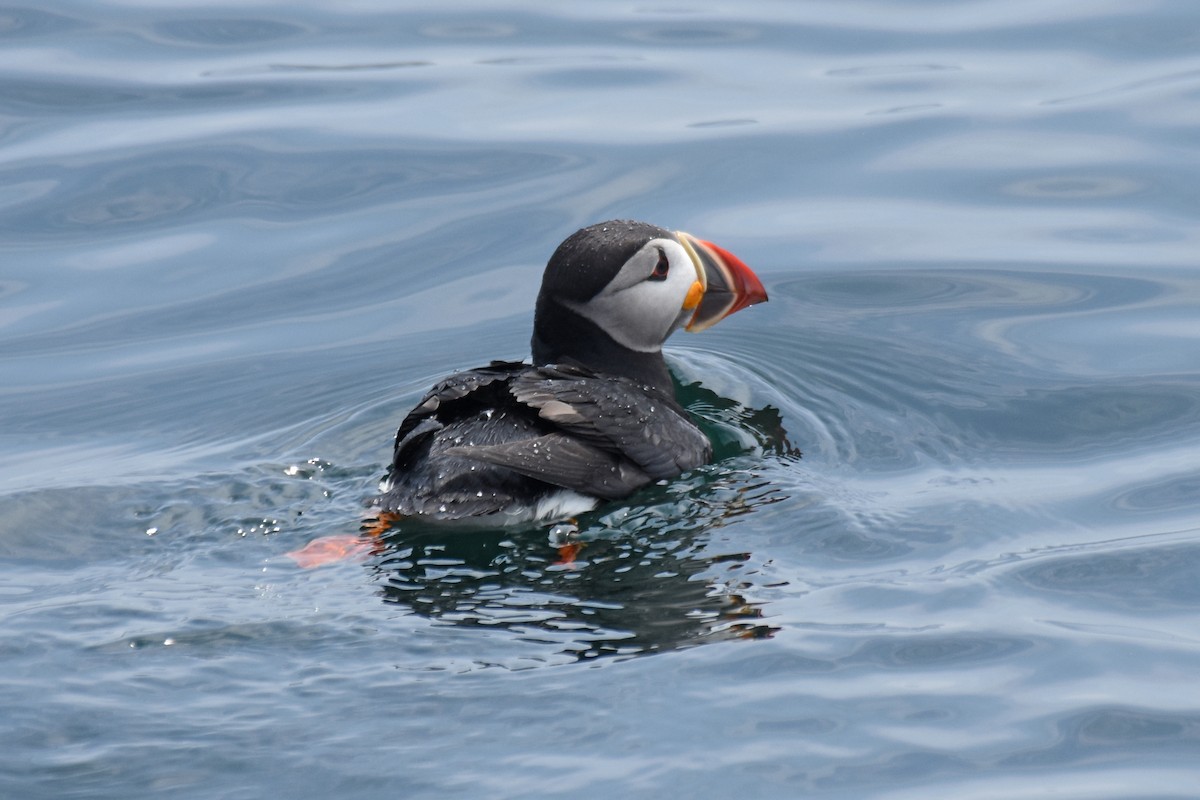 Atlantic Puffin - ML638919157