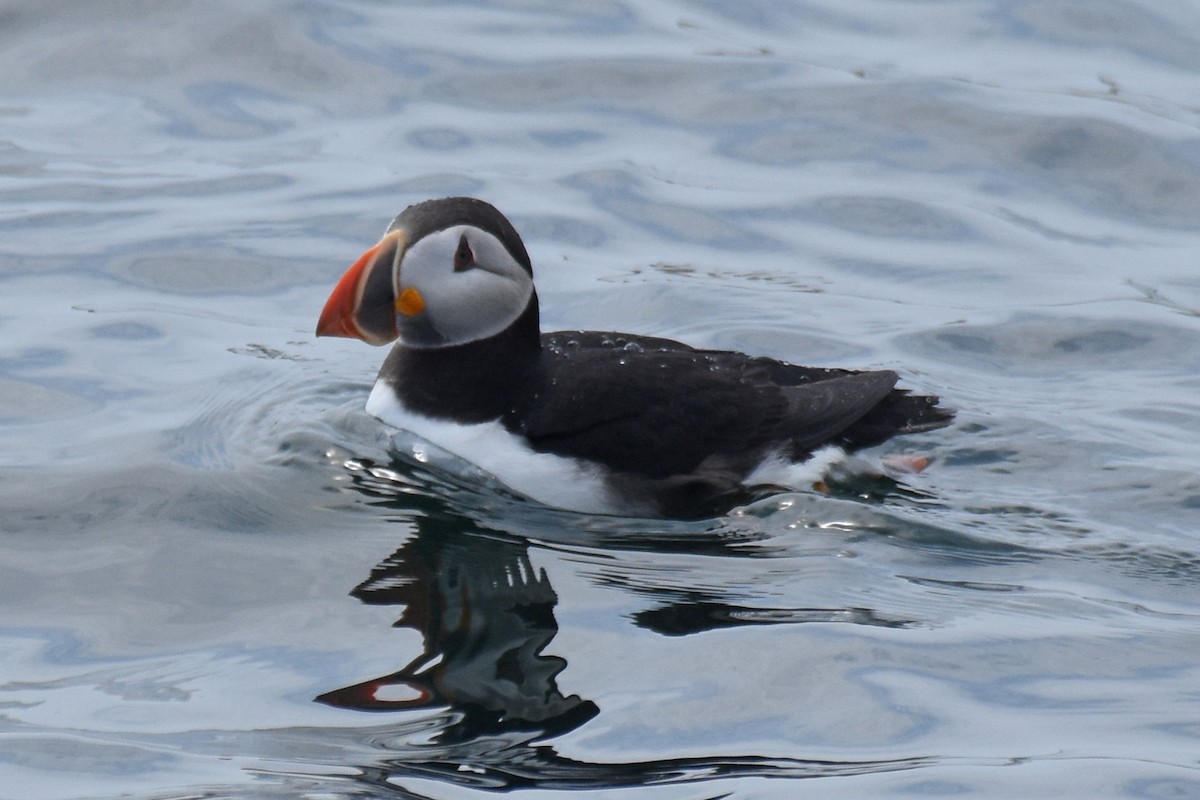 Atlantic Puffin - ML638919169