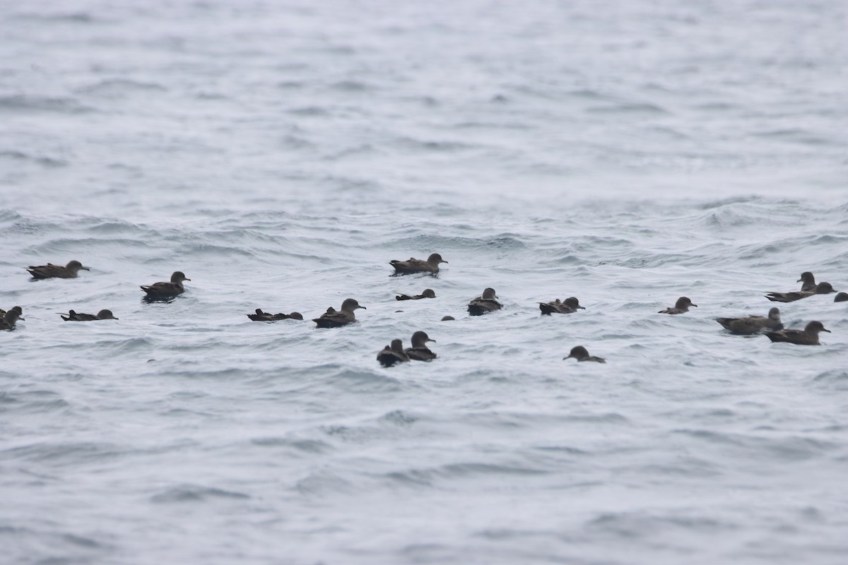 Sooty Shearwater - ML638919173