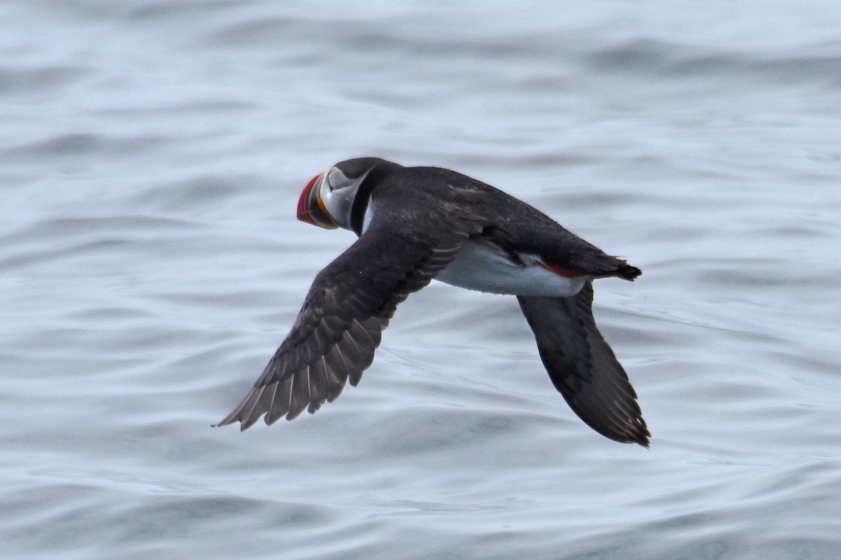 Atlantic Puffin - ML638919174