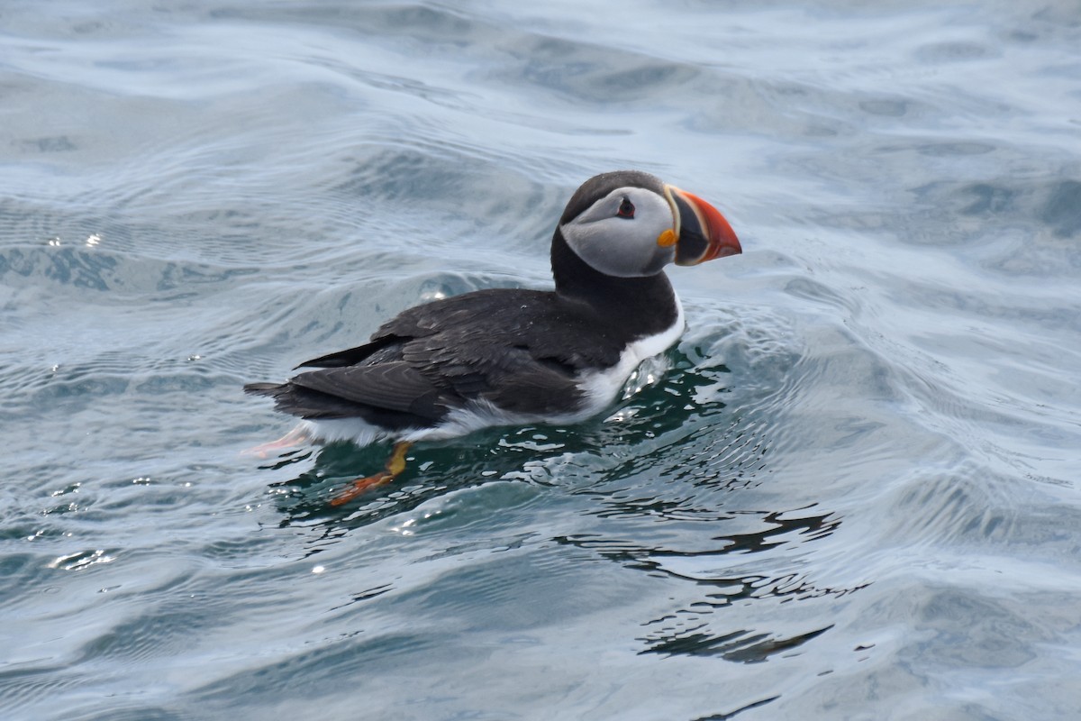 Atlantic Puffin - ML638919184