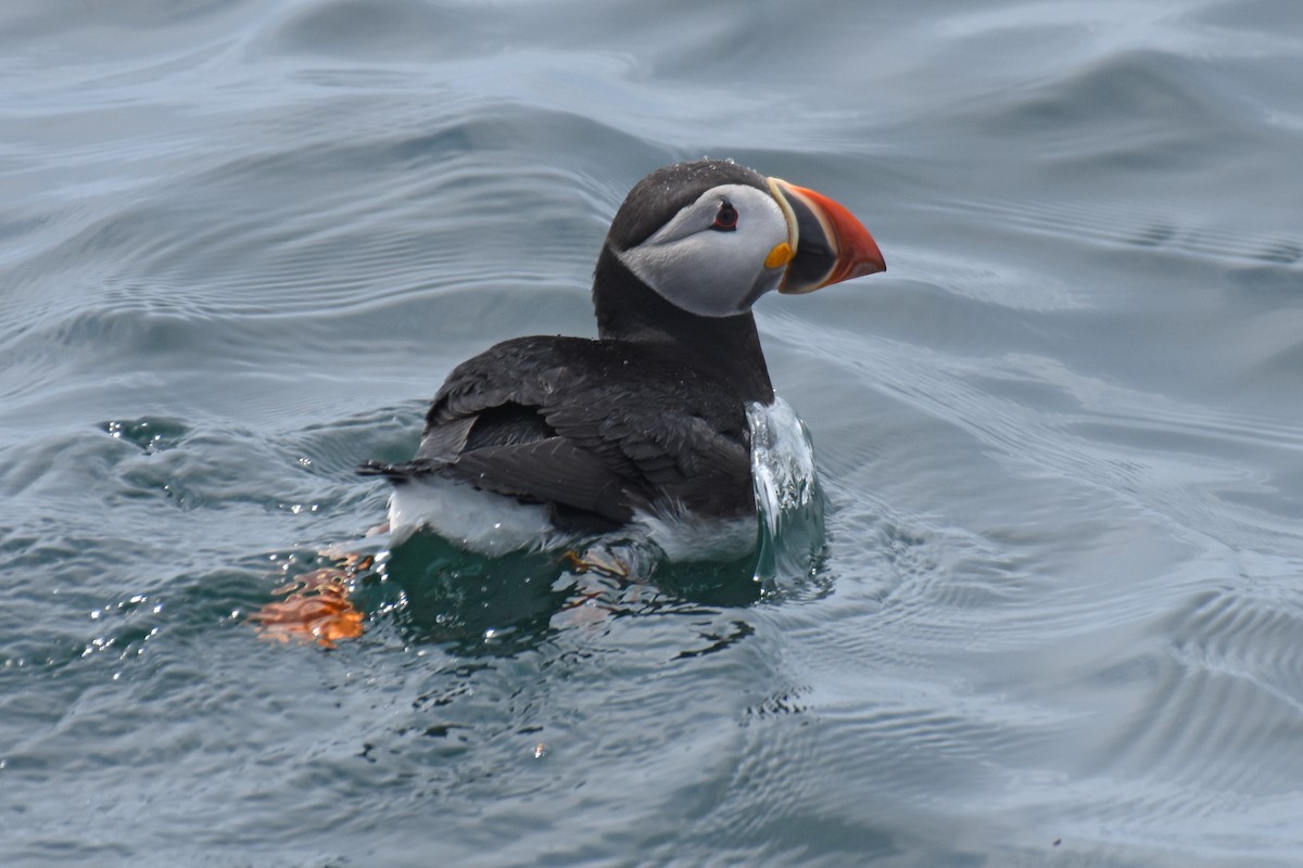 Atlantic Puffin - ML638919192