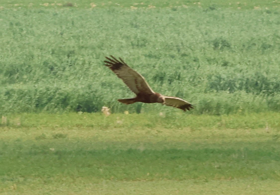 Rohrweihe - ML638919198