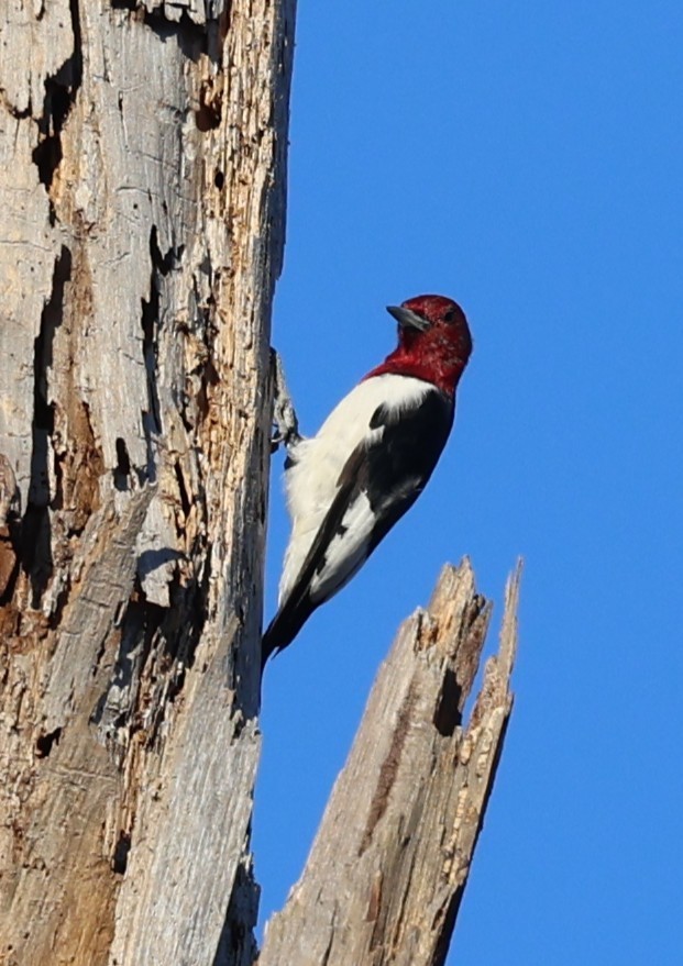 Red-headed Woodpecker - ML638919236