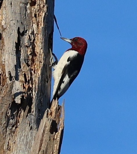 Red-headed Woodpecker - ML638919238