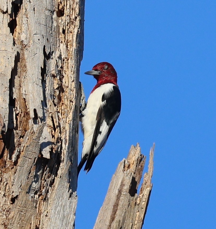 Red-headed Woodpecker - ML638919239